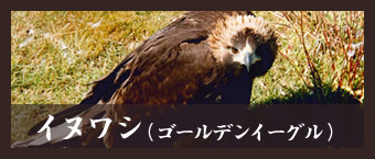 イヌワシ