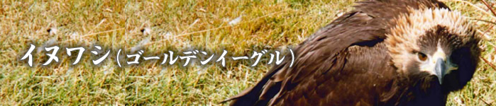 イヌワシ（ゴールデンイーグル）